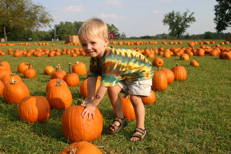 kid in pumpkin patch